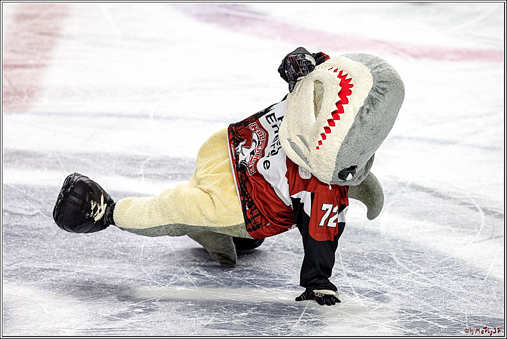 DEL; Koelner Haie - Fischtown Pinguins Bremerhaven, 06.01.2019